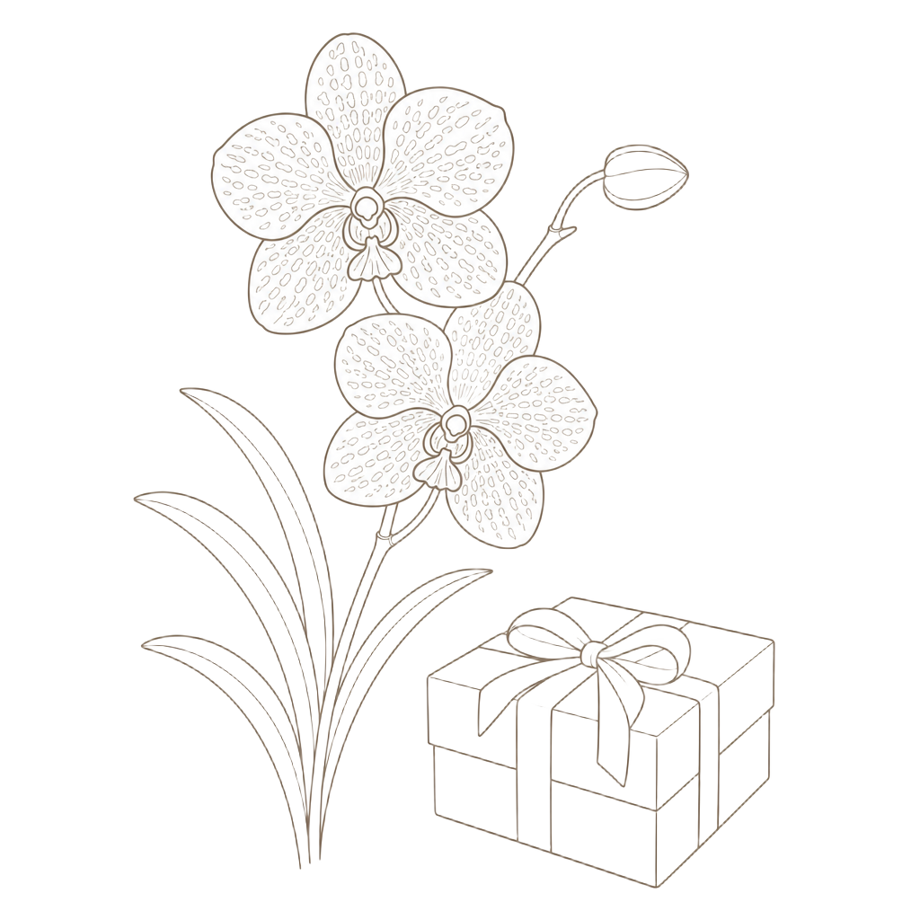 Line illustration of a Singapore orchid stem beside a small plain gift box
